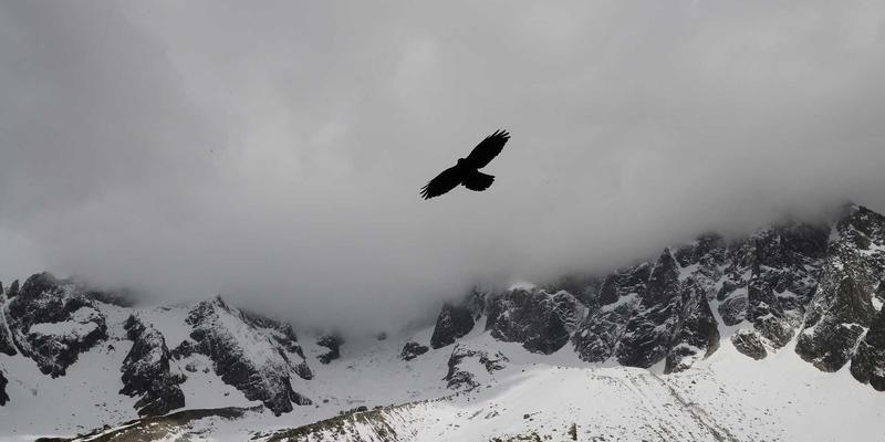 From Overseas Education to US Immigration: How Studying Abroad Can Pave the Way to a Green Card