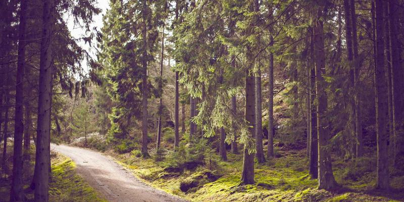 美国留学全攻略：从签证咨询到海外教育的成功路径