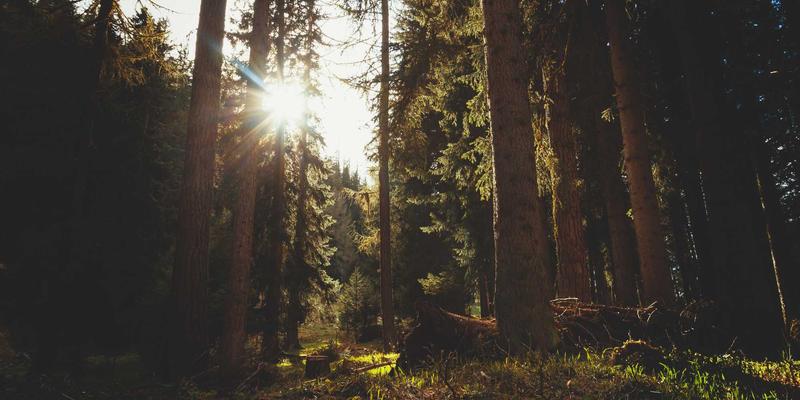 美国留学签证与学术诚信：如何避免抄袭与学术不端行为，保障你的Visa Consulting与US Immigration之路