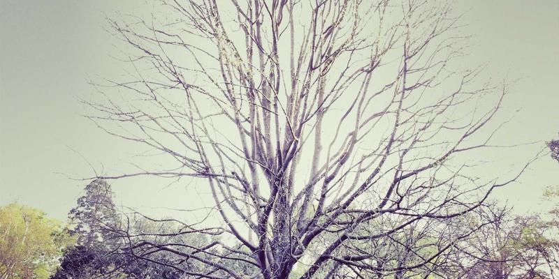 赴美留学新趋势：CDM咨询如何助力你的海外教育成功之路